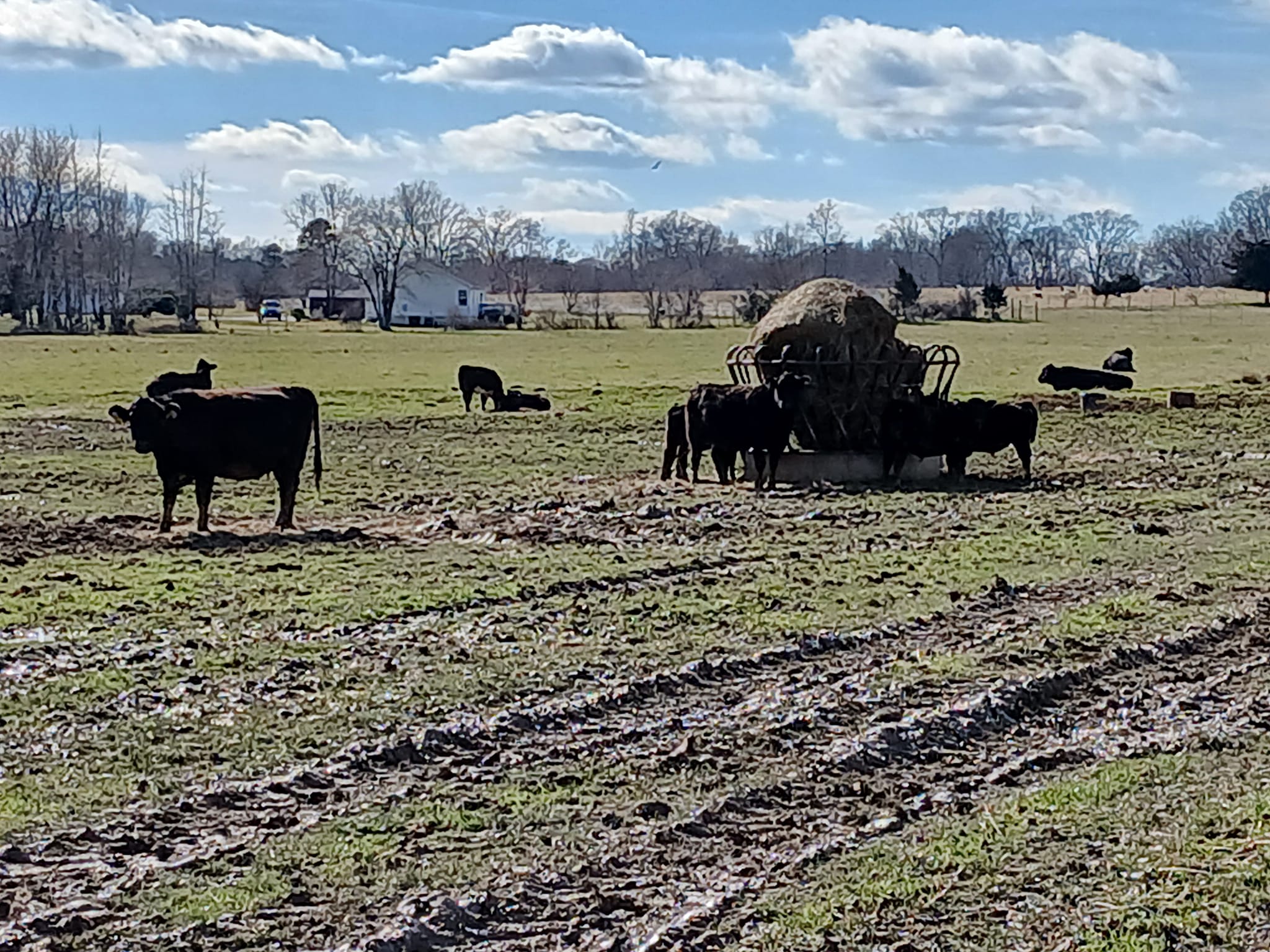 Cows Eating